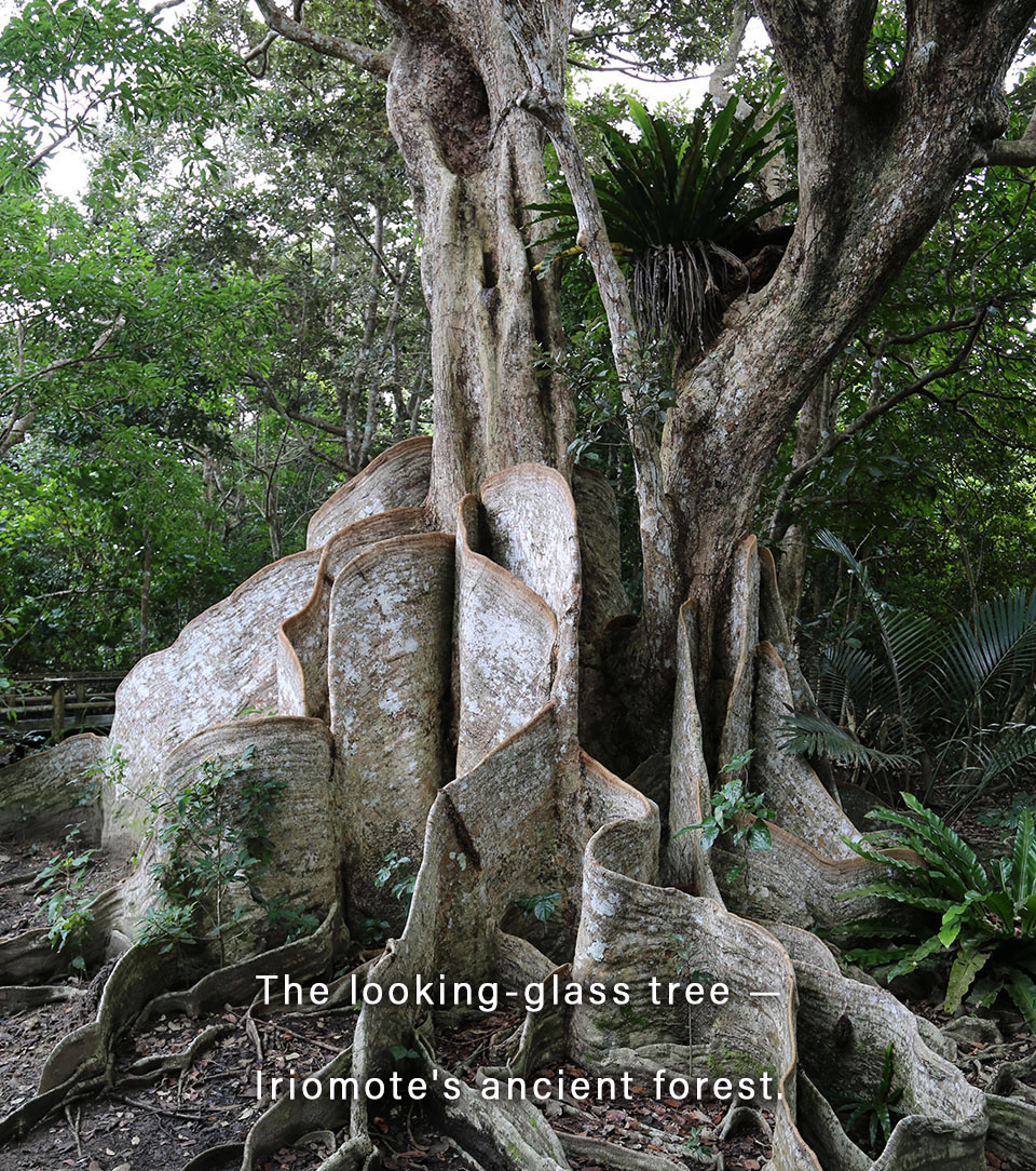 The looking-glass tree, Iriomote Island ancient forest